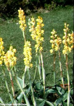 Satyrium corrifolium