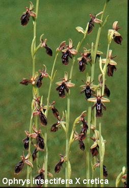 Ophrys aff. bilunulata