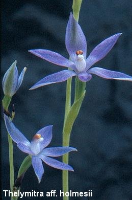 Thelymitra nuda X crinita in front of a cherry tree