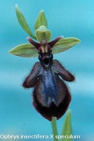 Ophrys insectifera X speculum