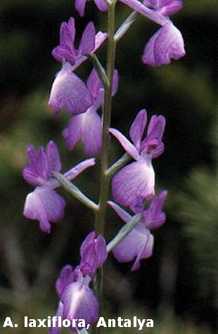 A. laxiflora