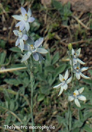 Thelymitra nuda X crinita vor einem Kirschbaum