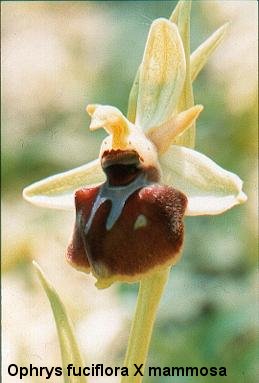 Ophrys aff. forestierii