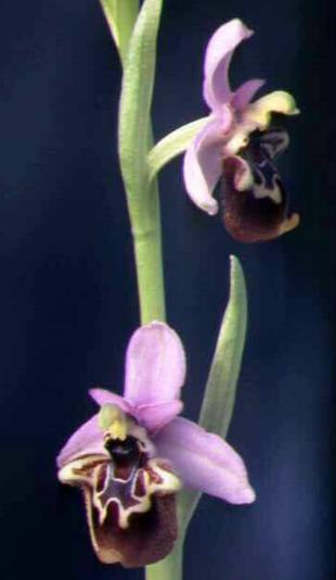 Beschreibung: Ophrys minoa