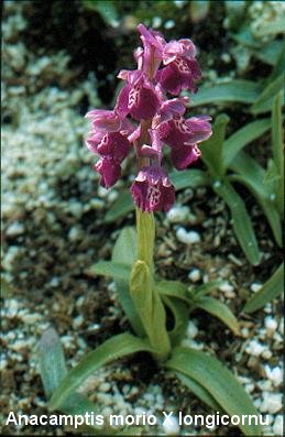 Anacamptis morio x longicornu