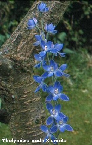 Thelymitra nuda X crinita vor einem Kirschbaum