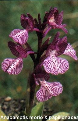 A. morio x papilionacea "grandiflora"