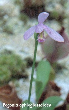 Diuris punctata