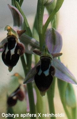 Ophrys aff. bilunulata