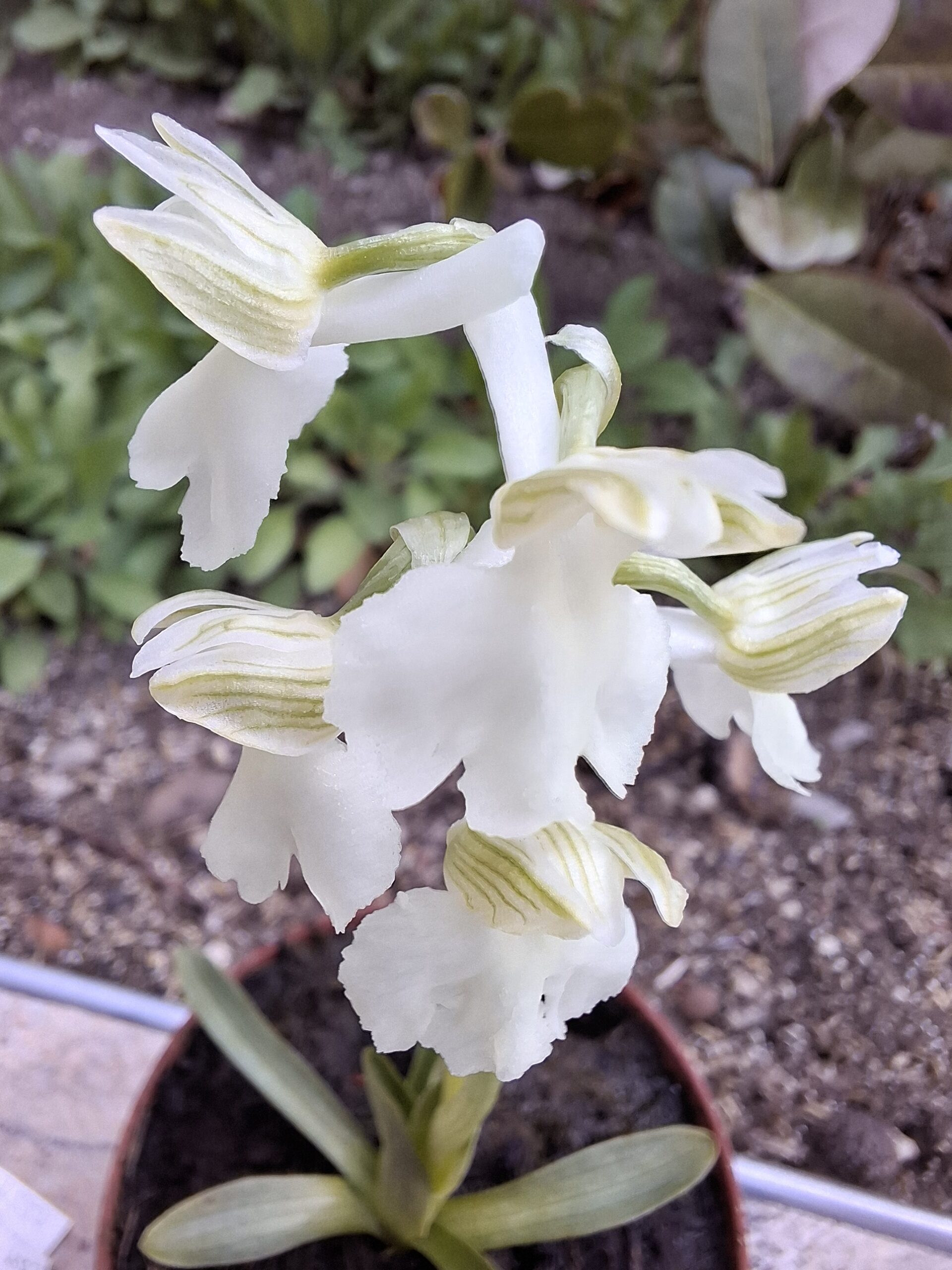 Herorchis_morio_alba