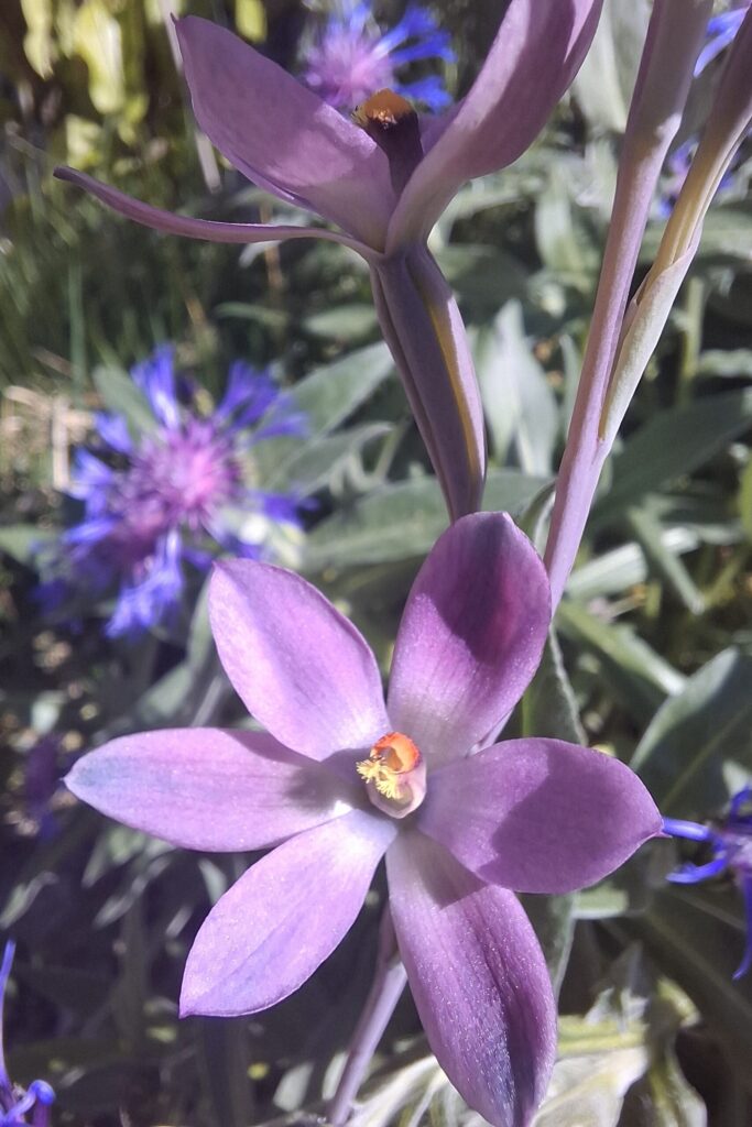 Thelymitra_rubraXgrandiflora