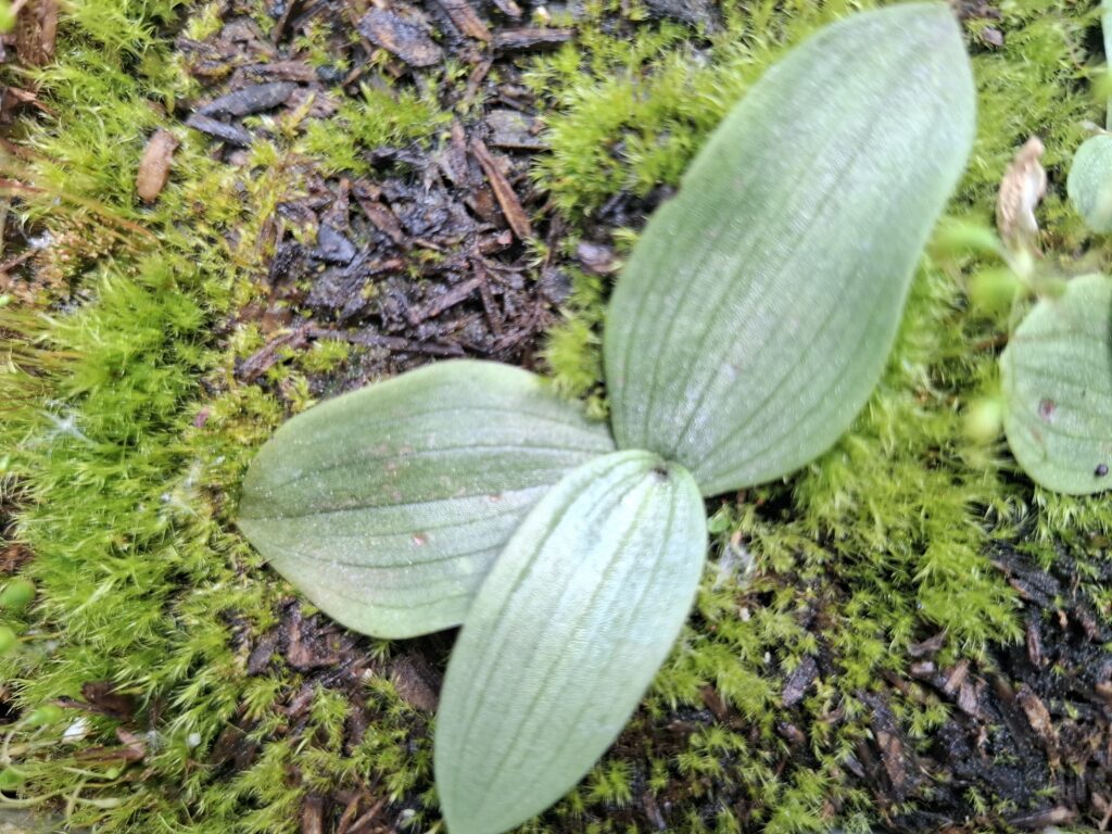 Chloraea1