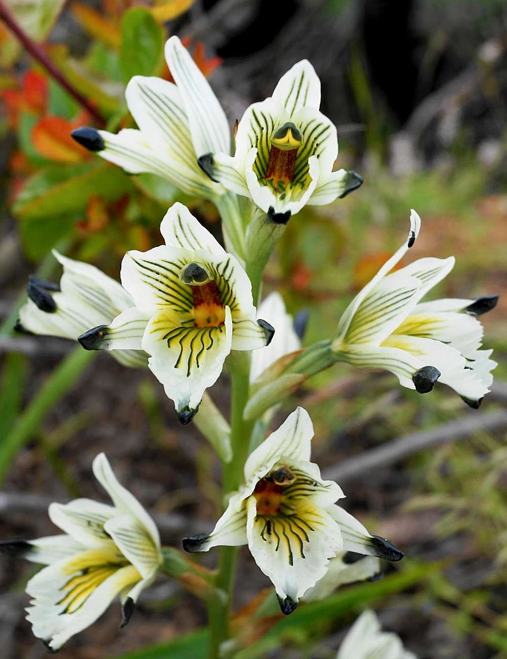 Chloraea Orchidee