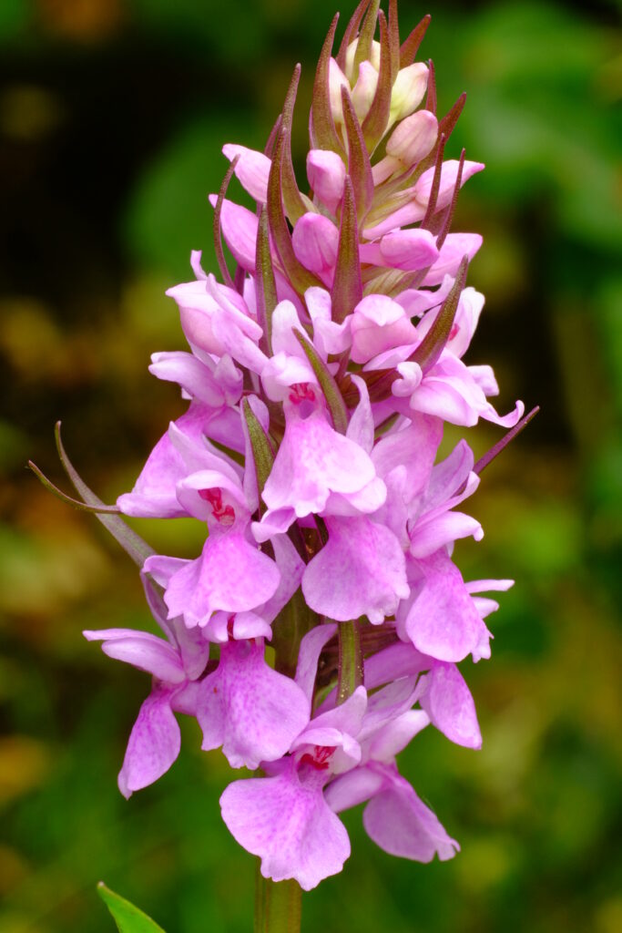 Dactylorhiza_foliosa
