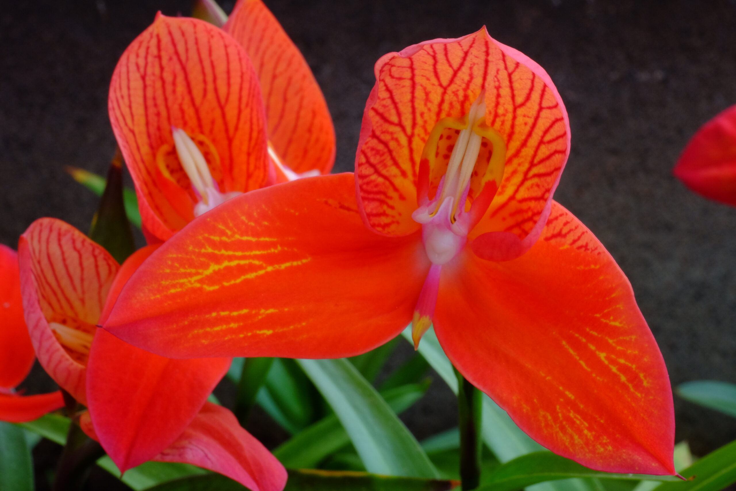 Disa Orchidee