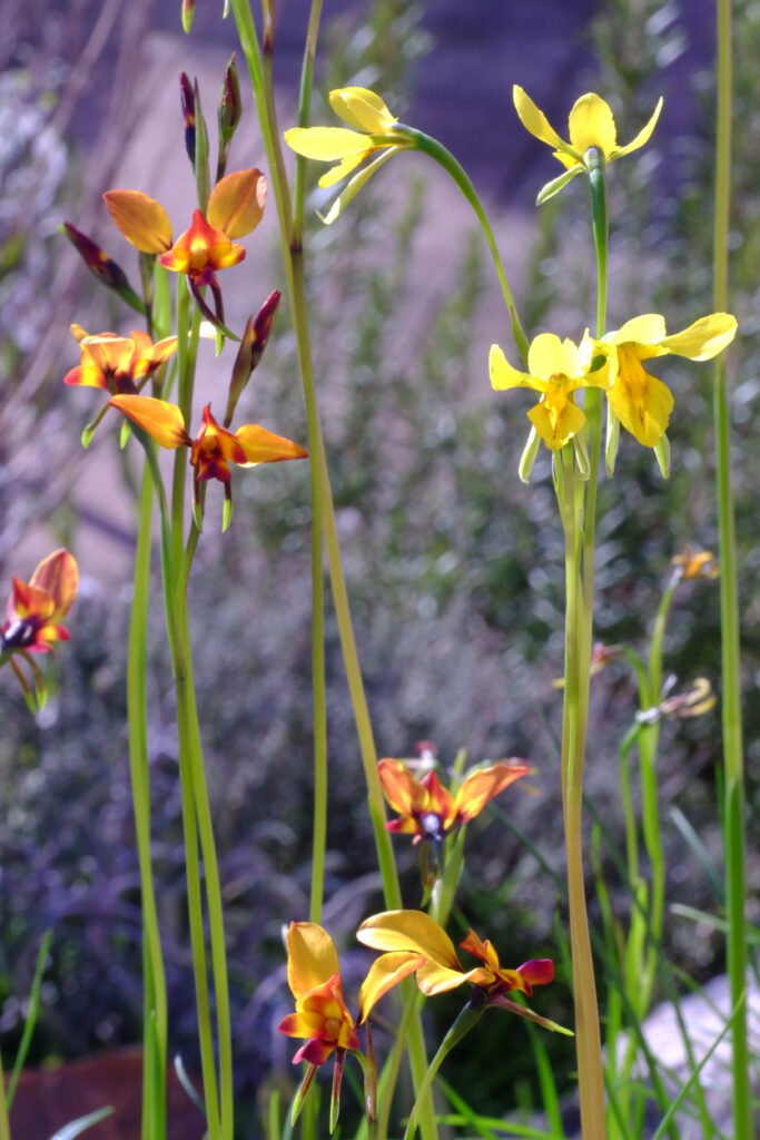 Diuris_jonesii, Diuris_magnifica, Diuris_behrii
