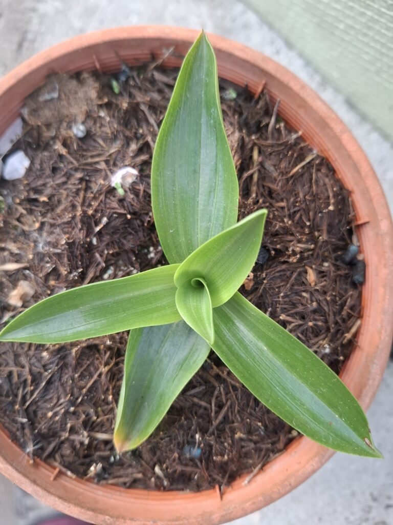 Gavilea