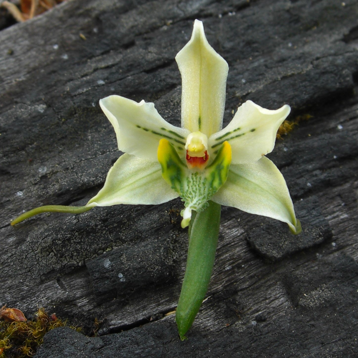 Gavilea Orchidee
