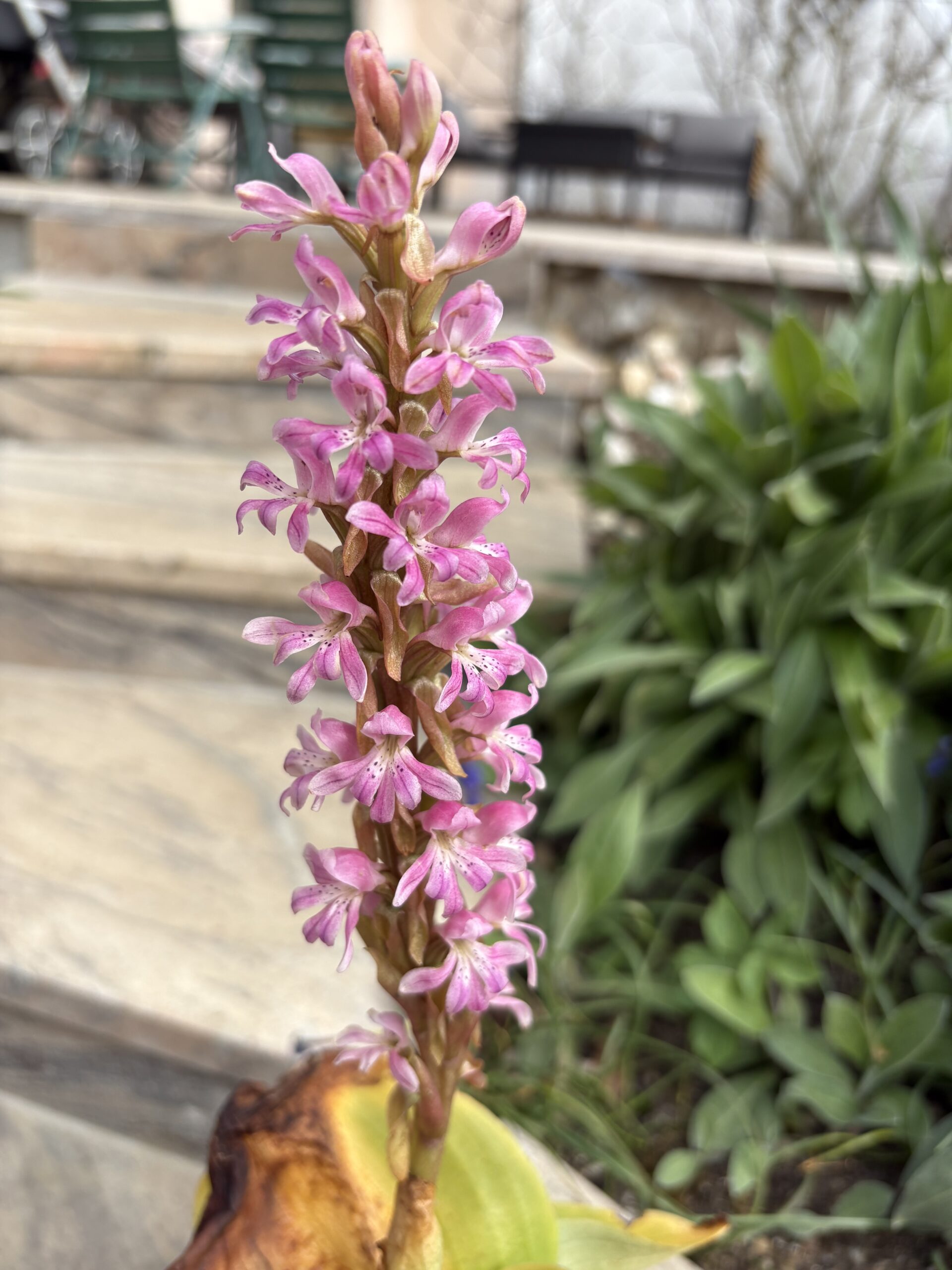 Satyrium_erectum