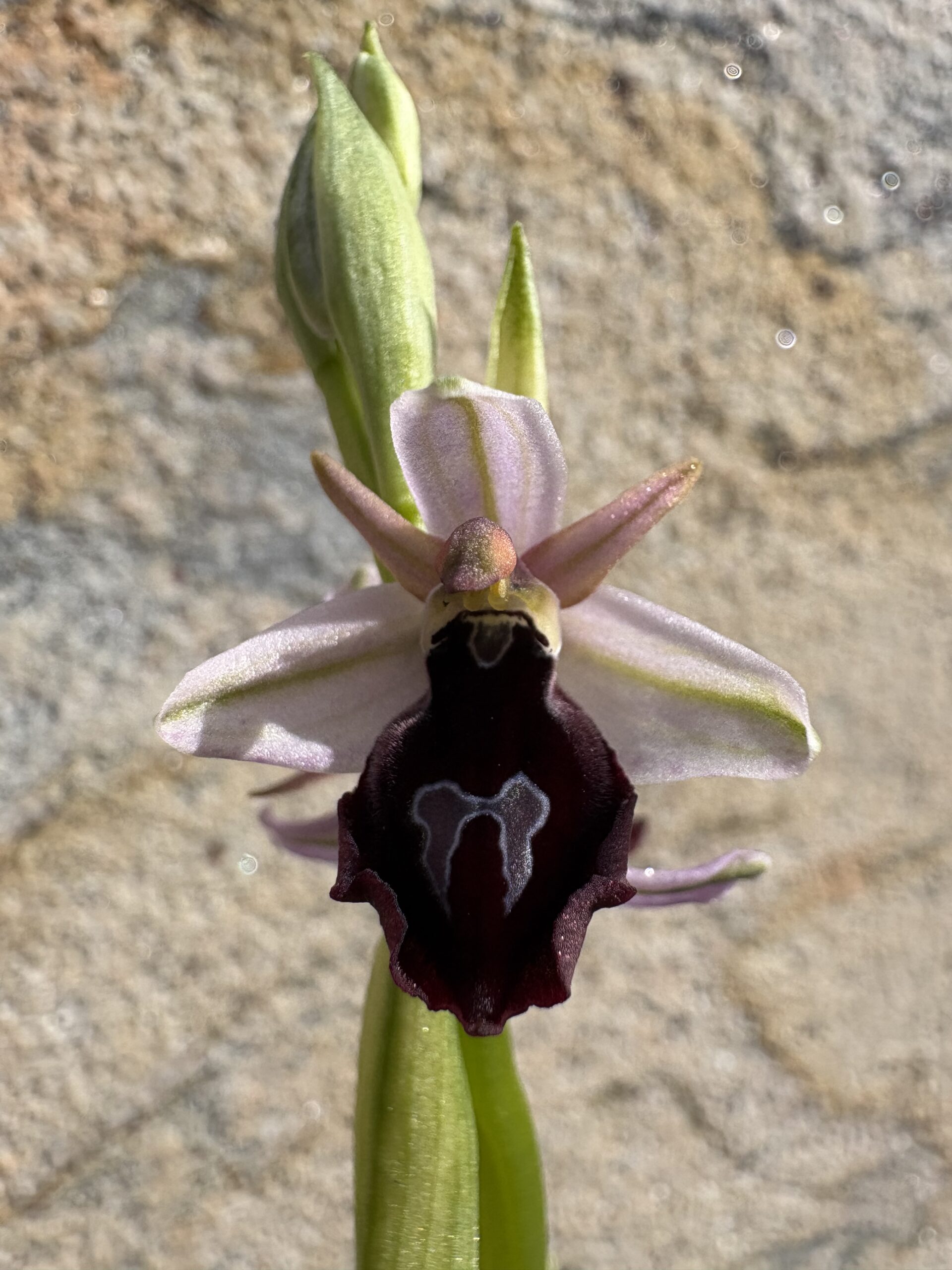 Ophrys Orchidee