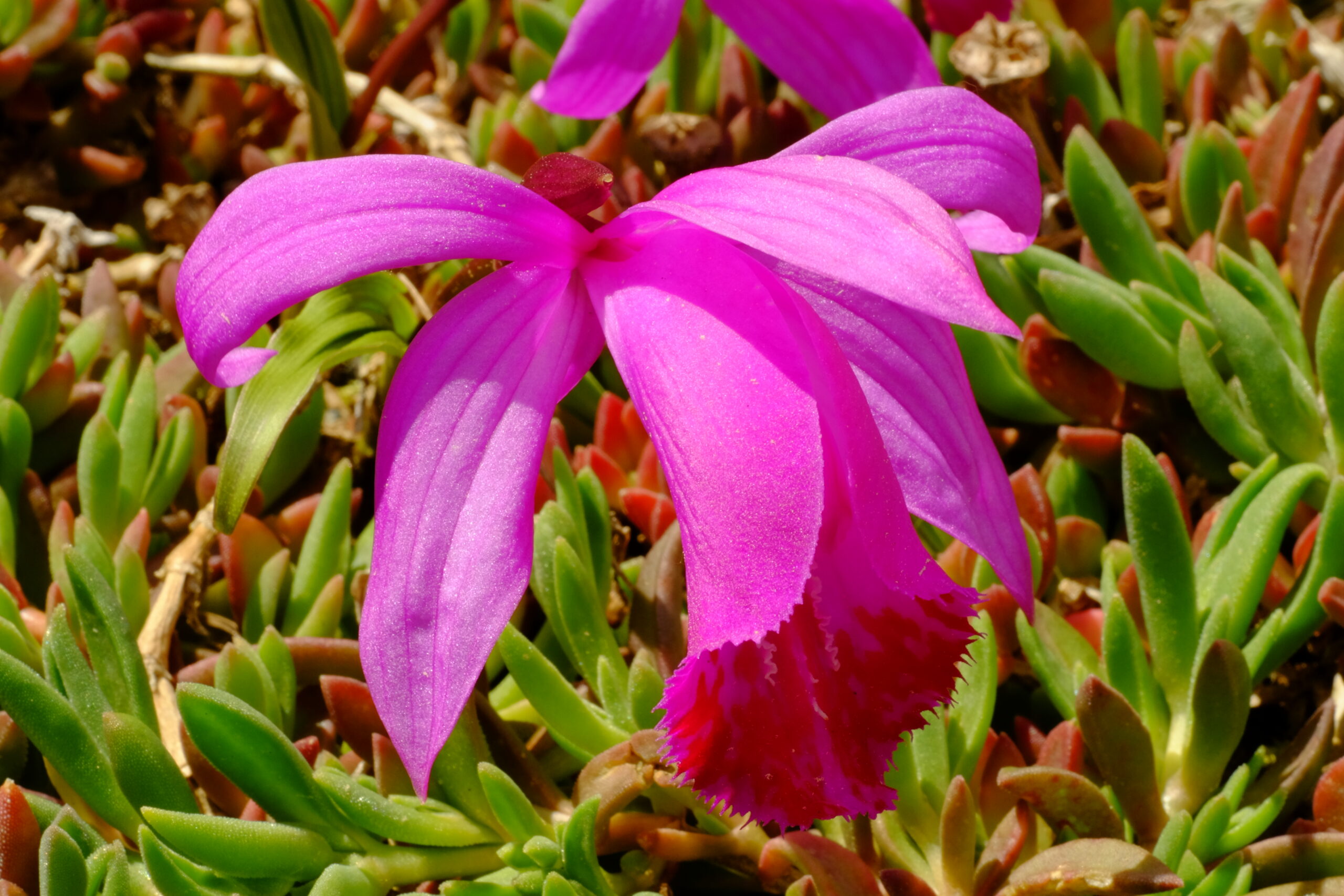 Pleione Orchidee