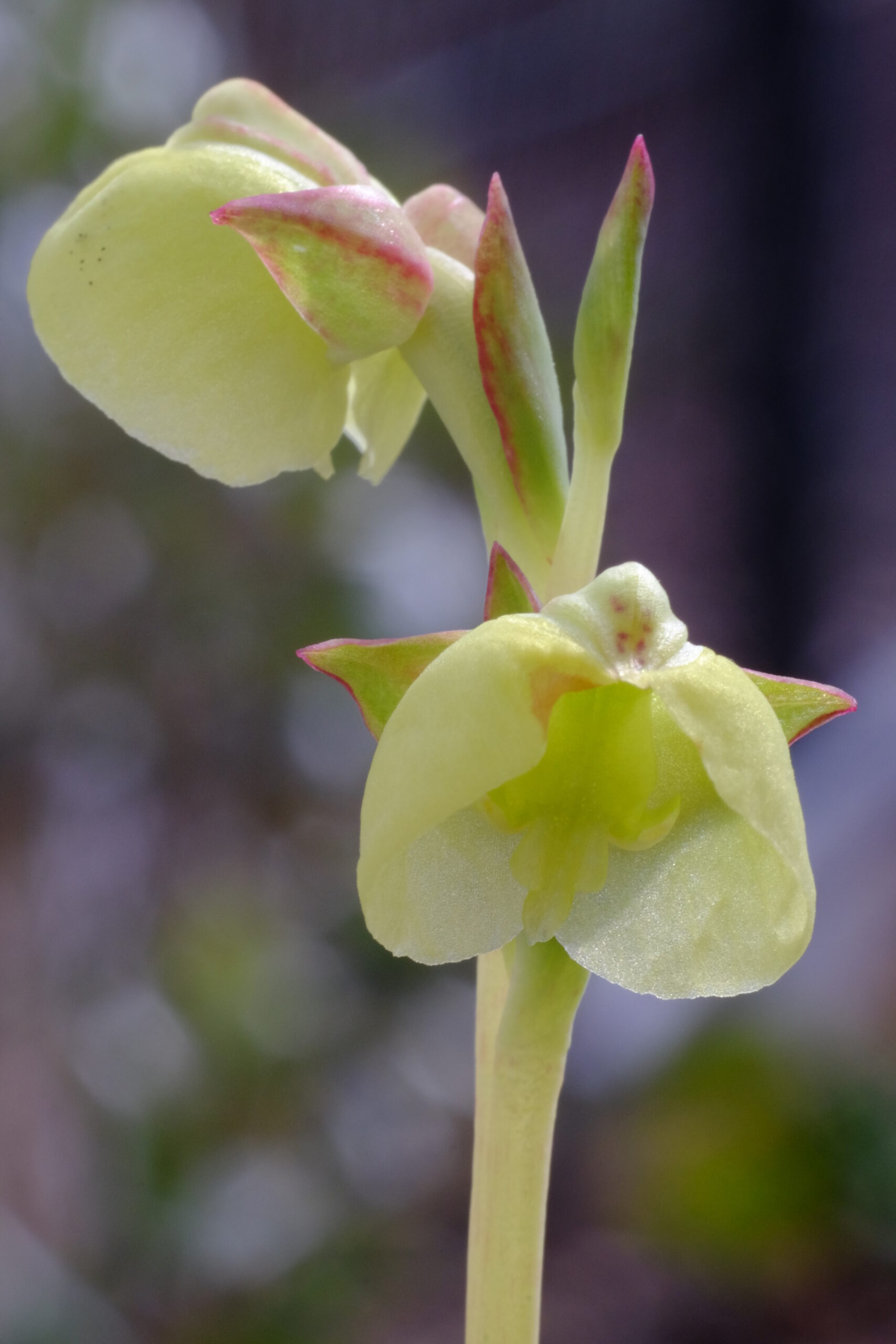 Pterigodium Orchidee