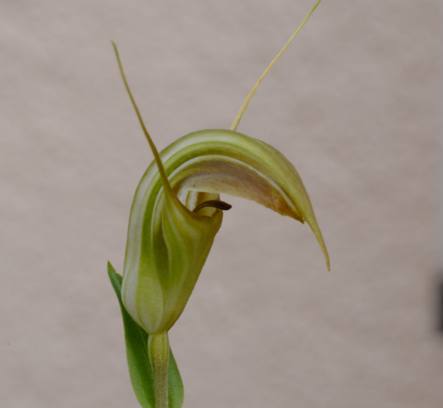 Pterostylis Orchidee