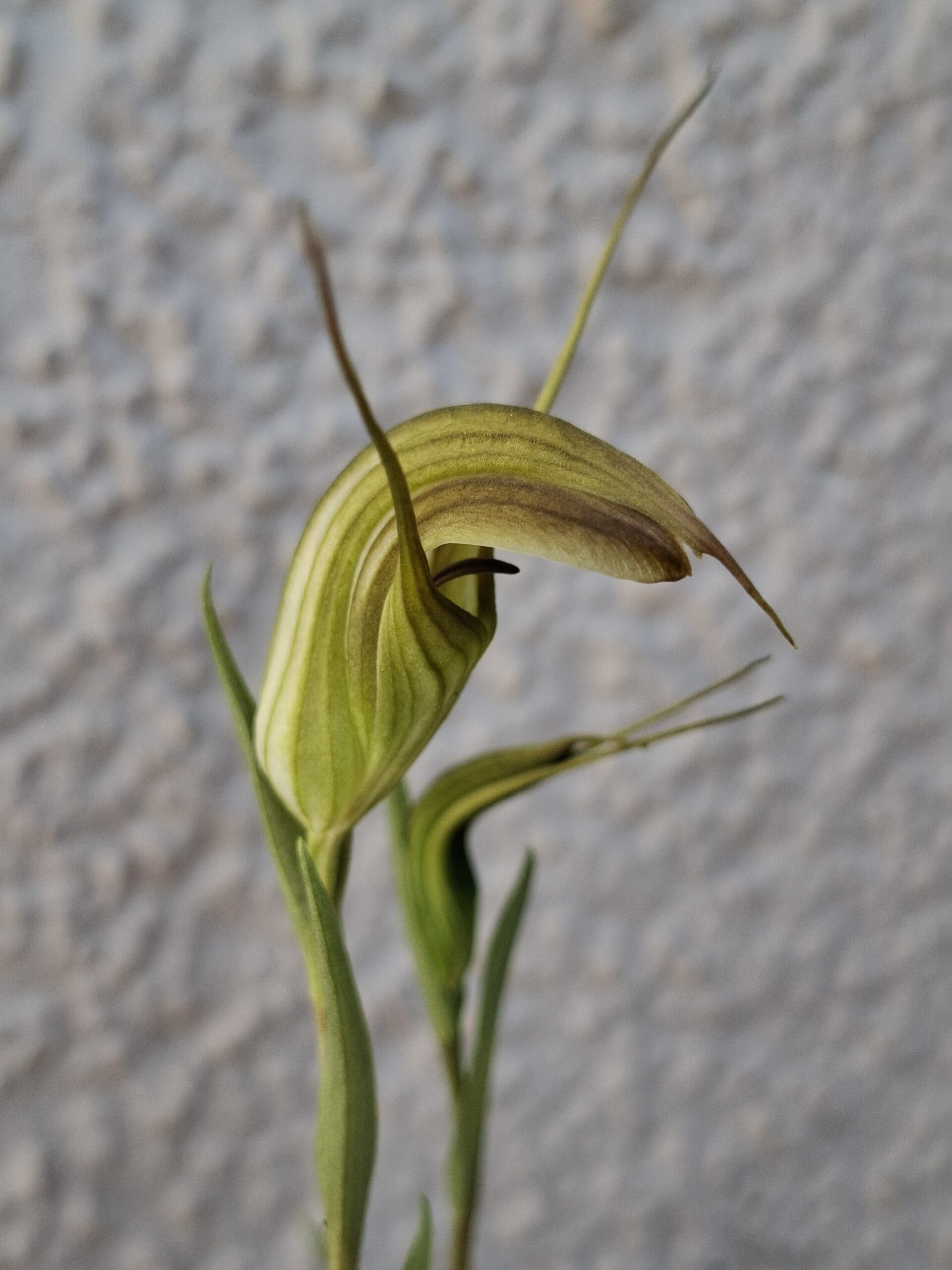 Pterostylis_KiniXconcinna