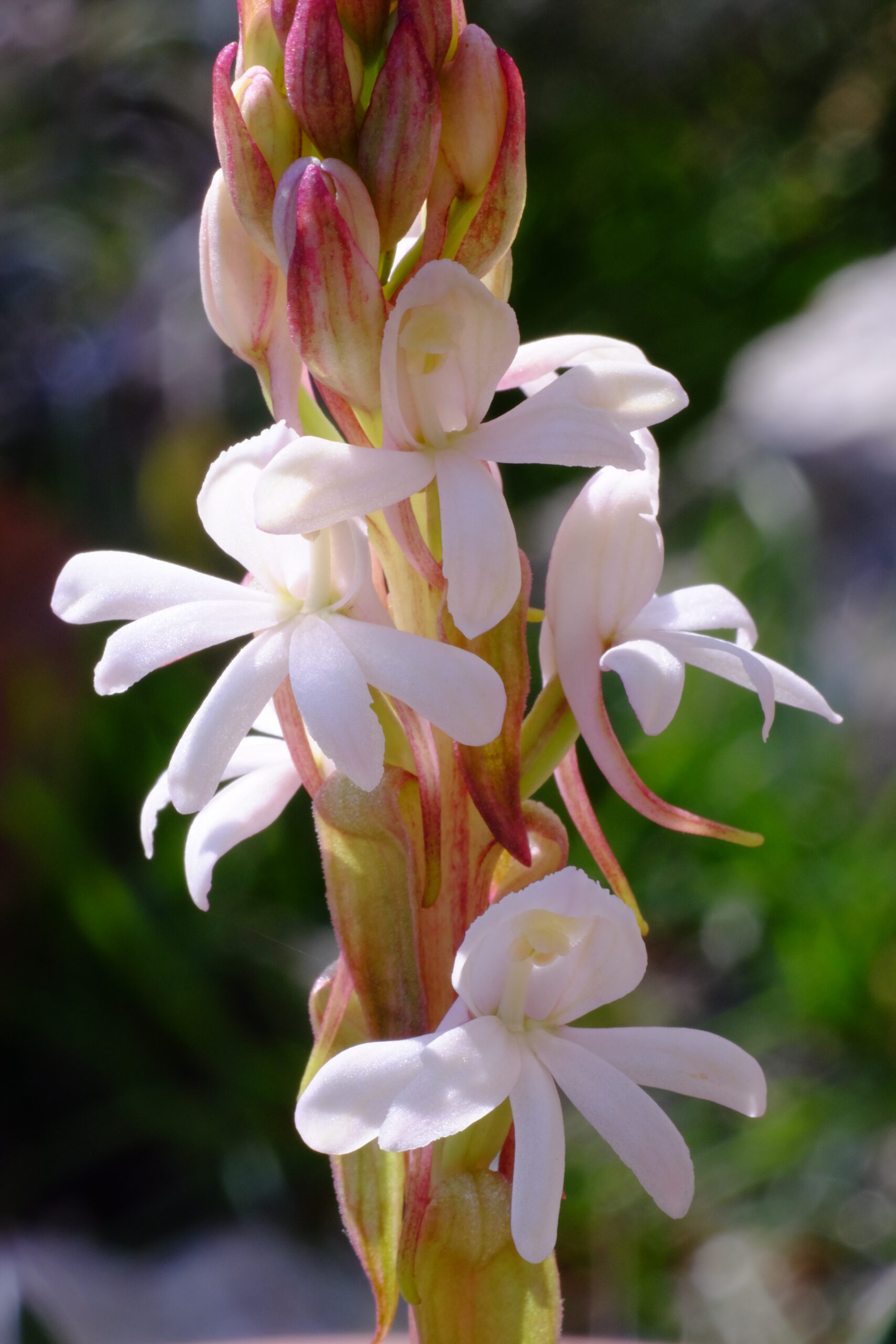Satyrium_pallens