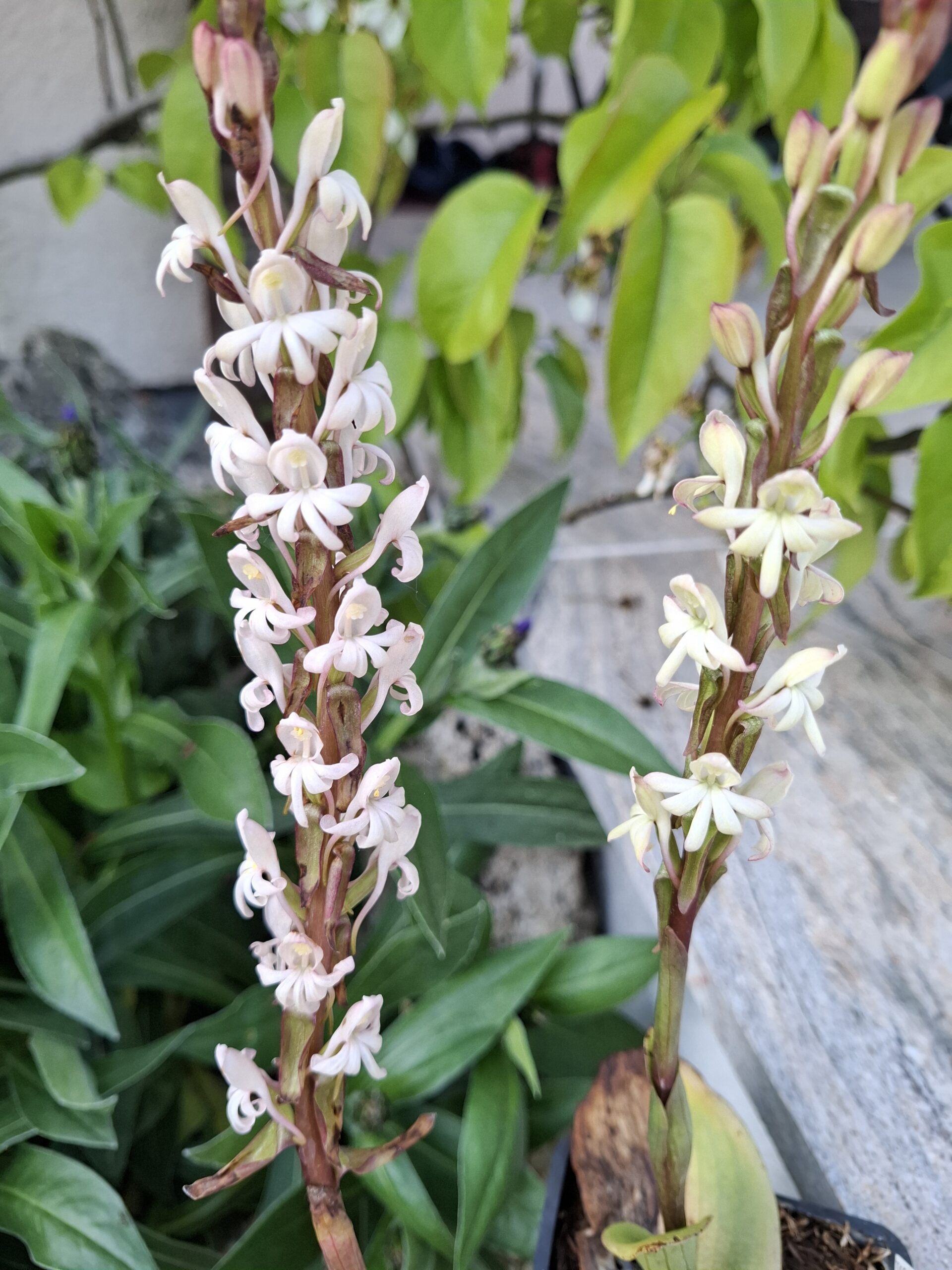 Satyrium_pallens