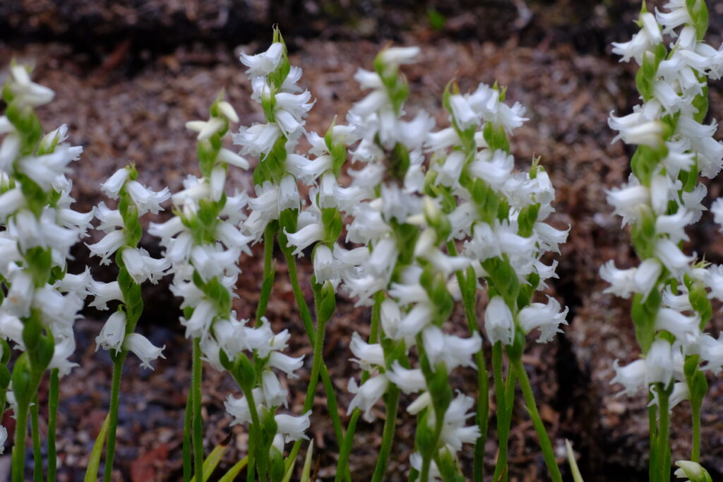 Spiranthes_g