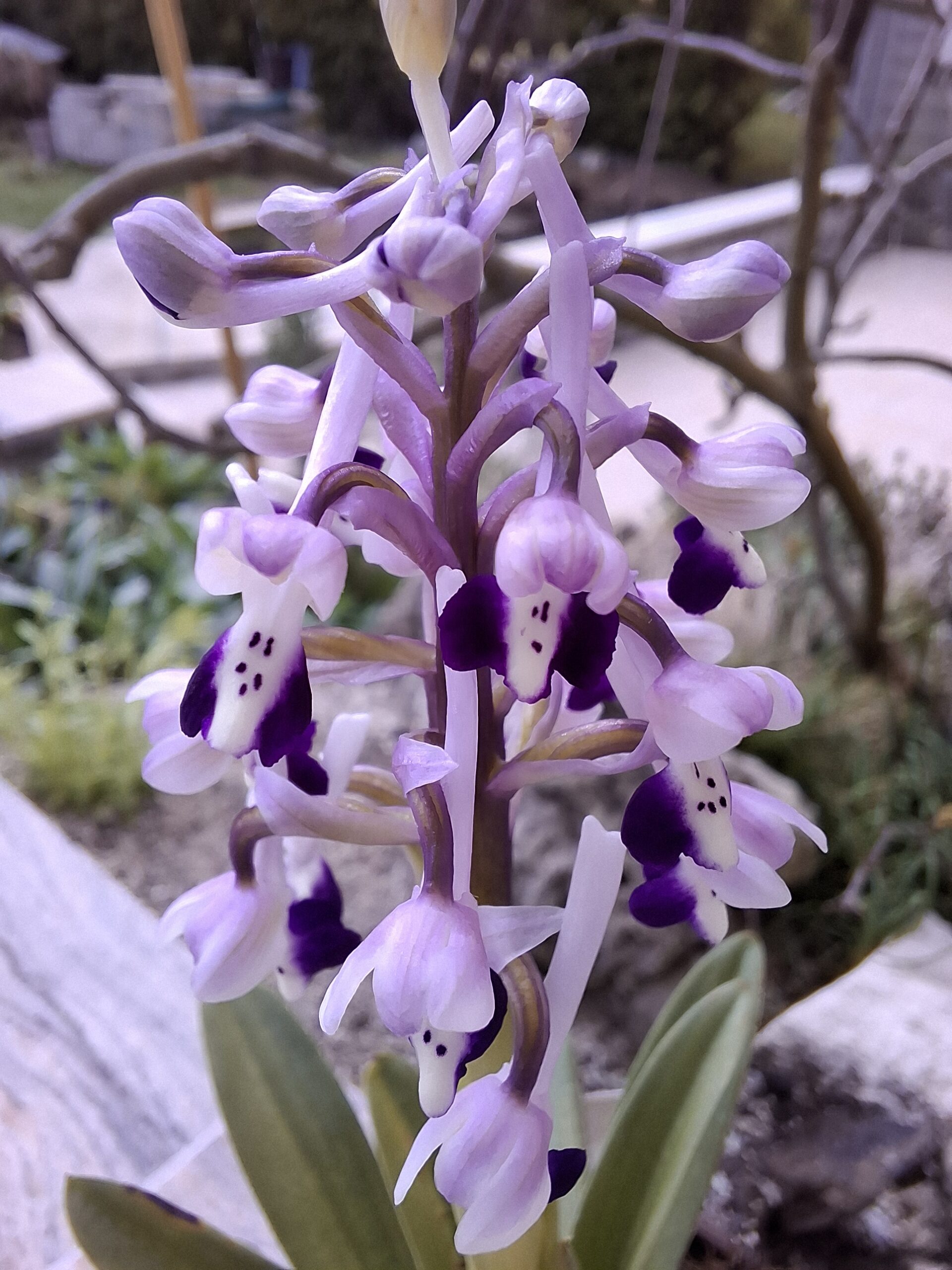 Herorchis_longicornu