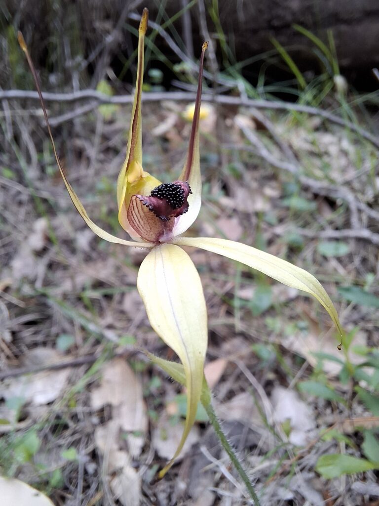 macrostylis_bsp