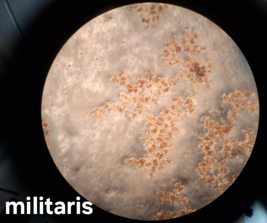 Tulasnella_calospora_Pilz
