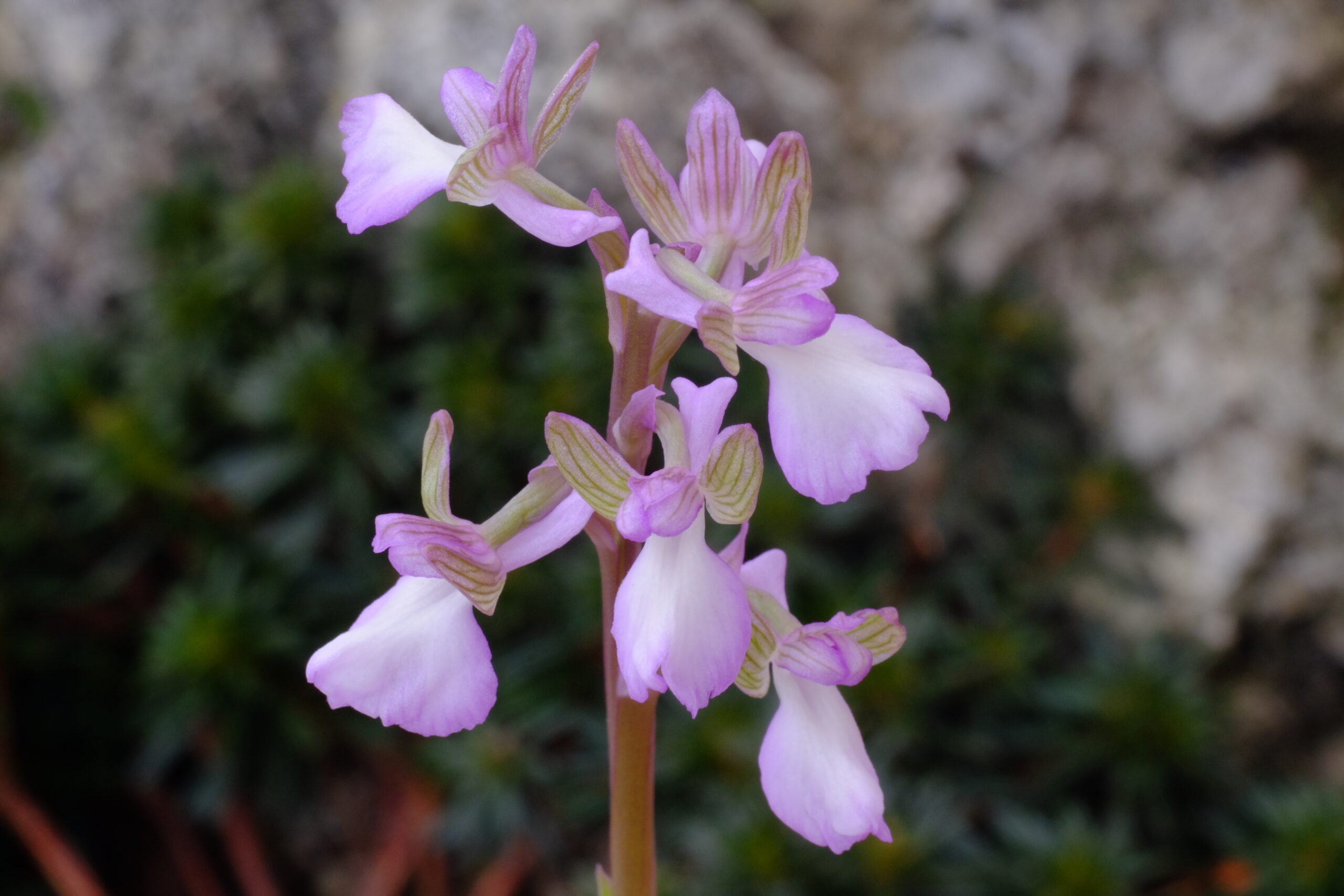 Herorchis_syriaca