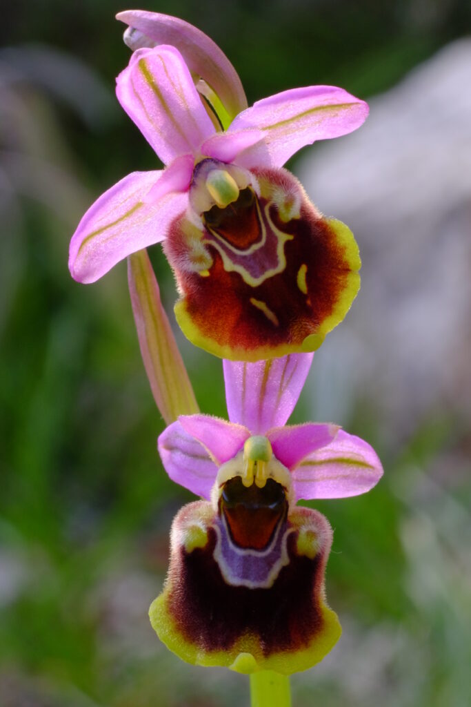 Ophrys_tenthrediniferaX