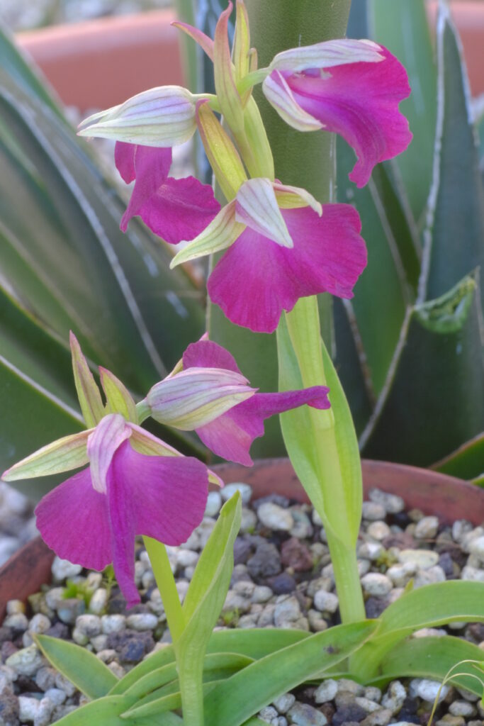 XSerapicamptis morioXorientalis