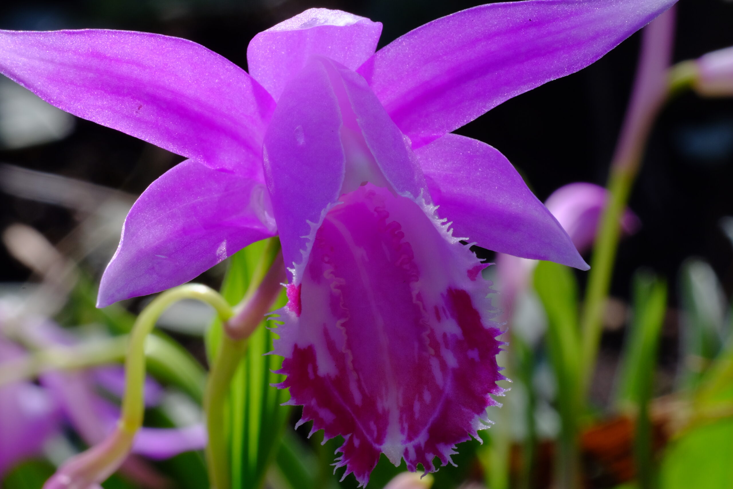 Pleione_bulbocodioides