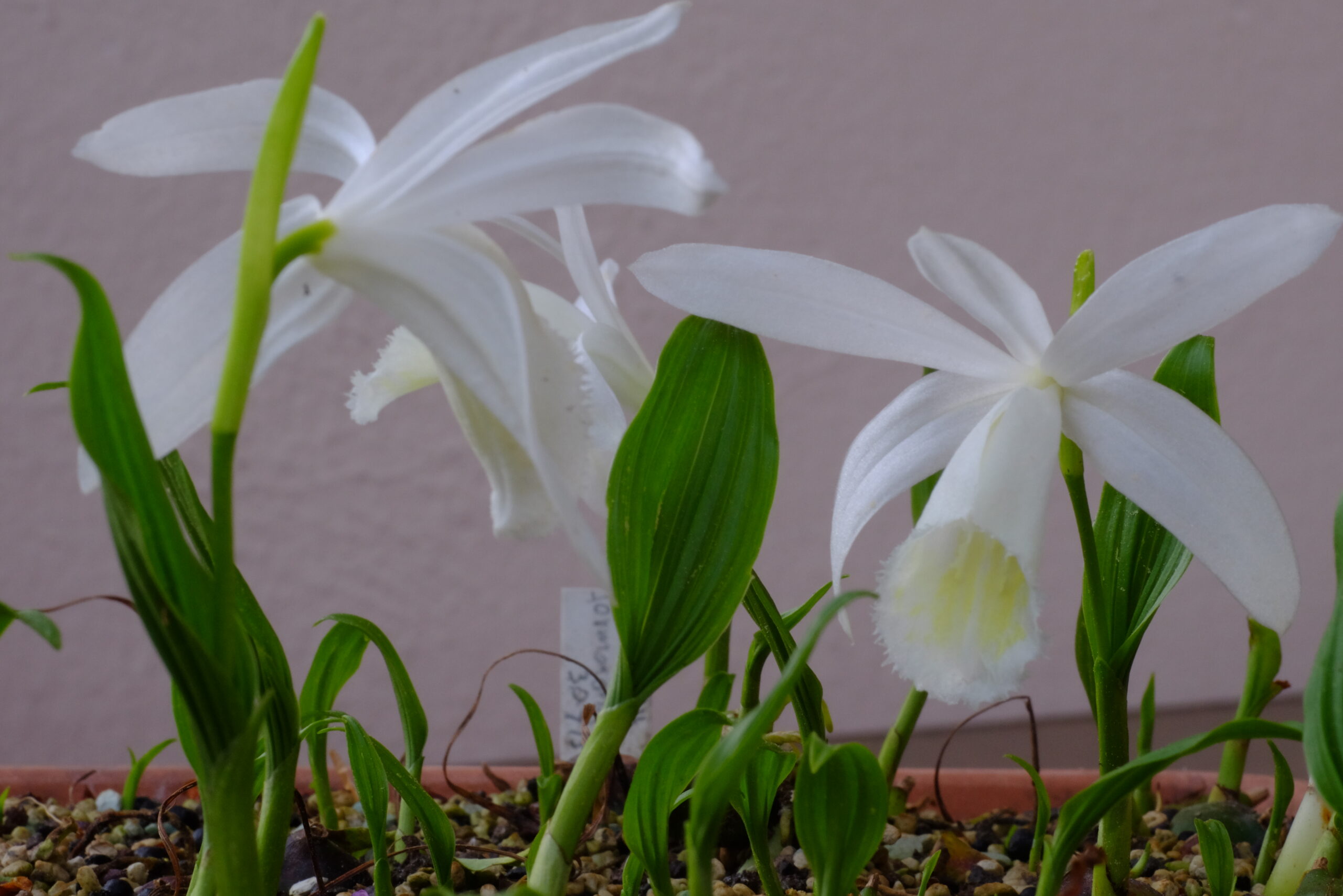 Pleione_formosana_alba