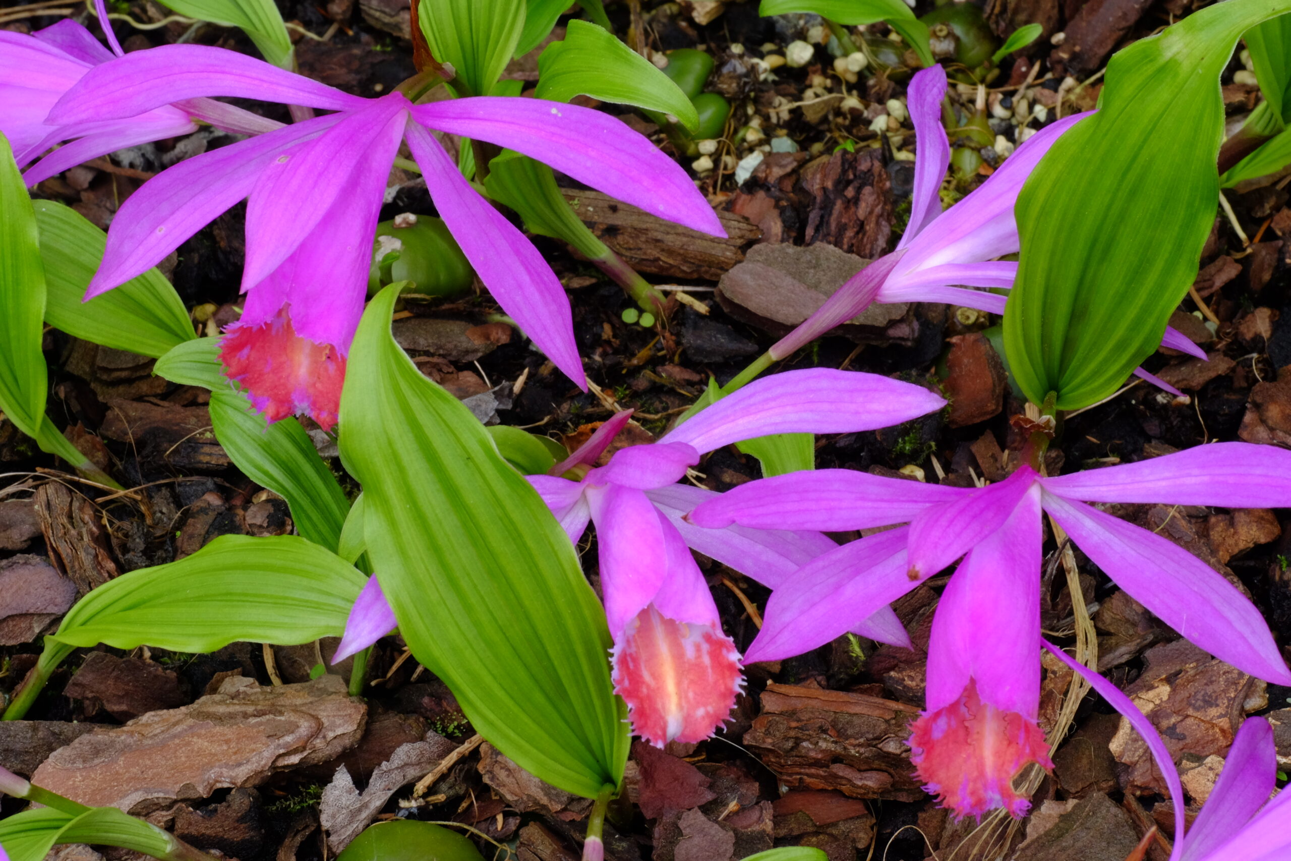 Pleione_pleionoides