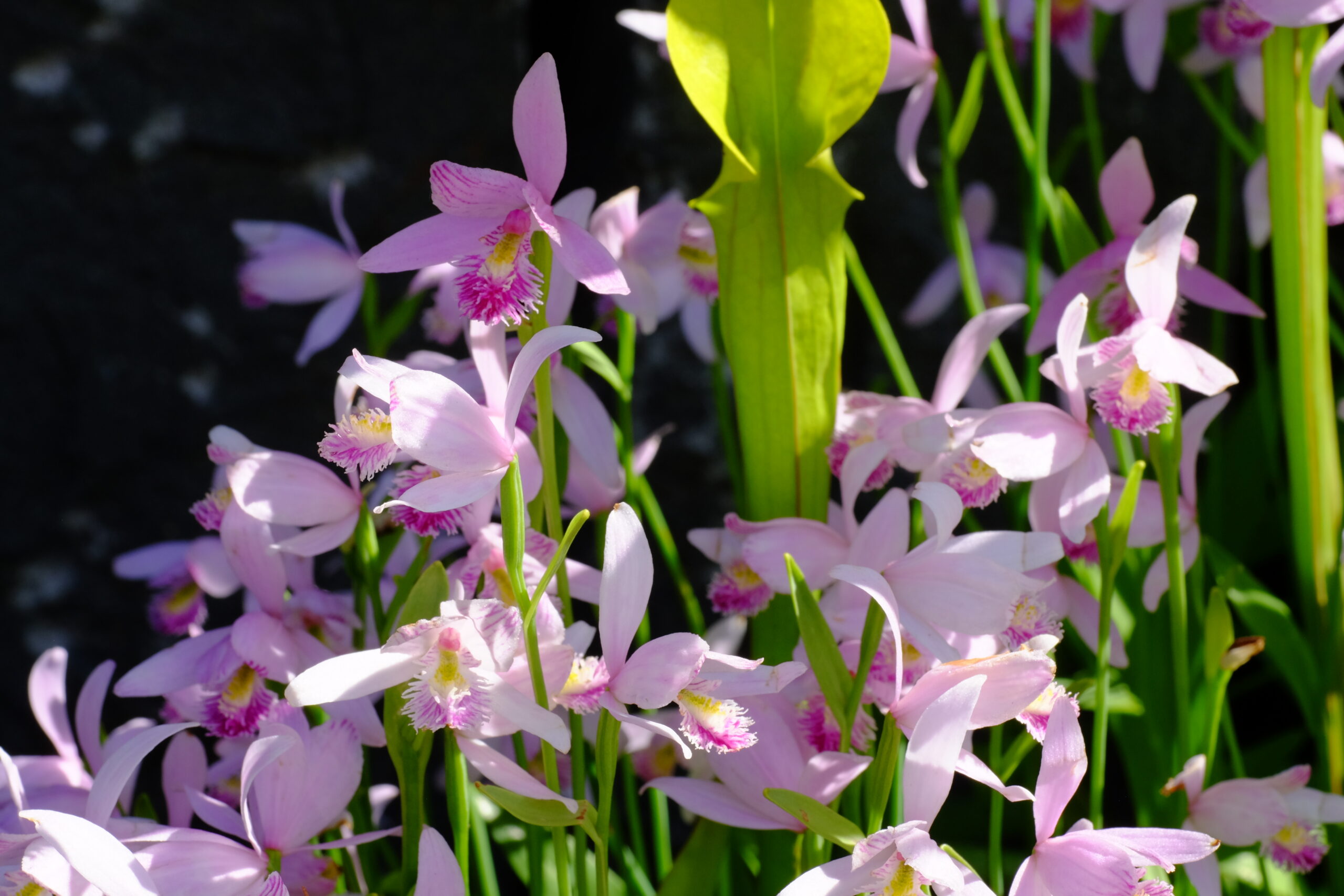 Pogonia Orchidee