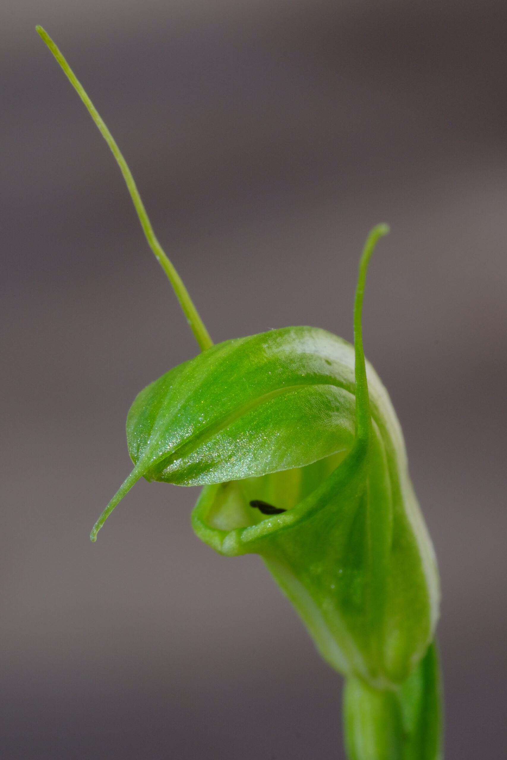 Pterostylis_obtusa