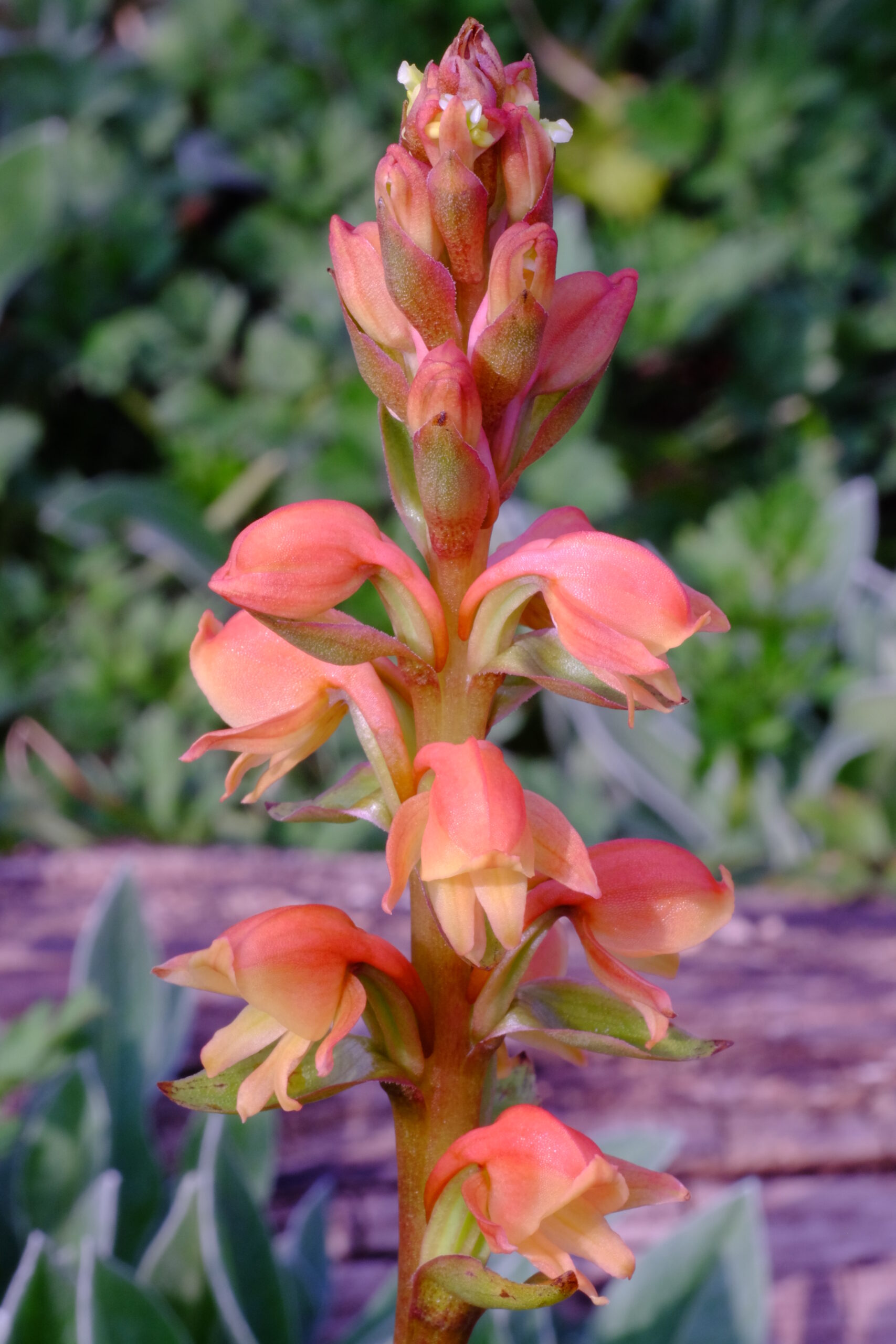 Satyrium_corrifolium