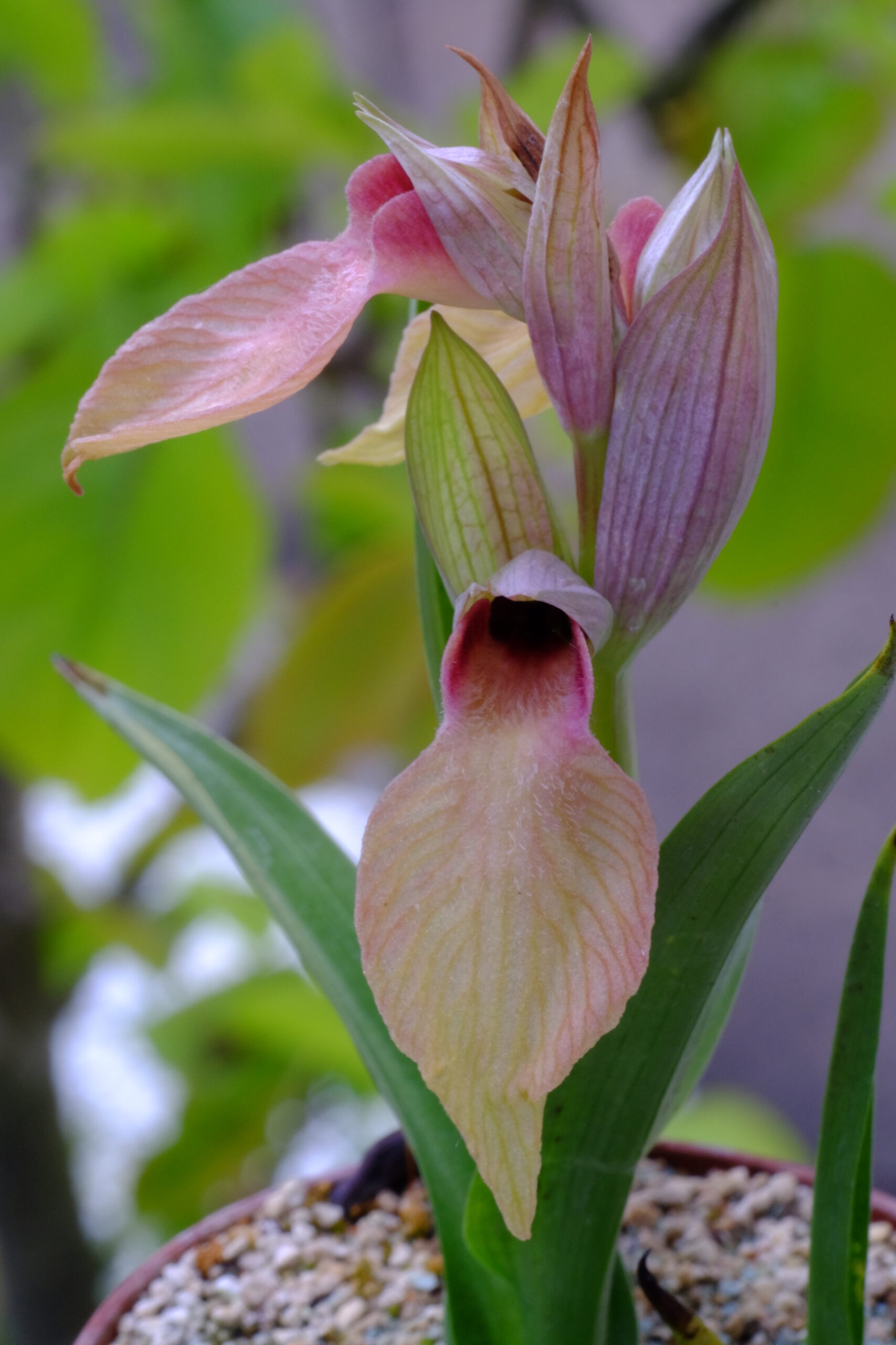 Serapias Orchidee