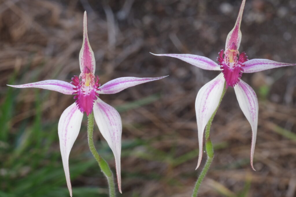 Caladenia_HarlequinXapplanata