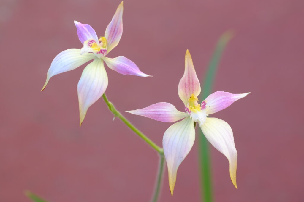 Caladenia_harlequinXapplanataXflava
