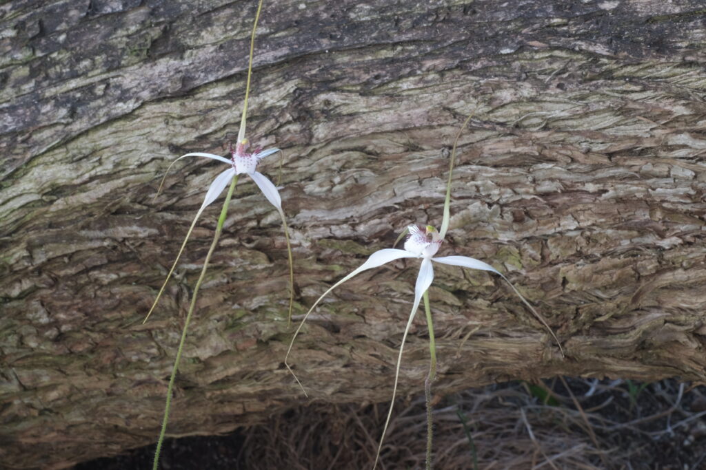 Caladenia_longicauda