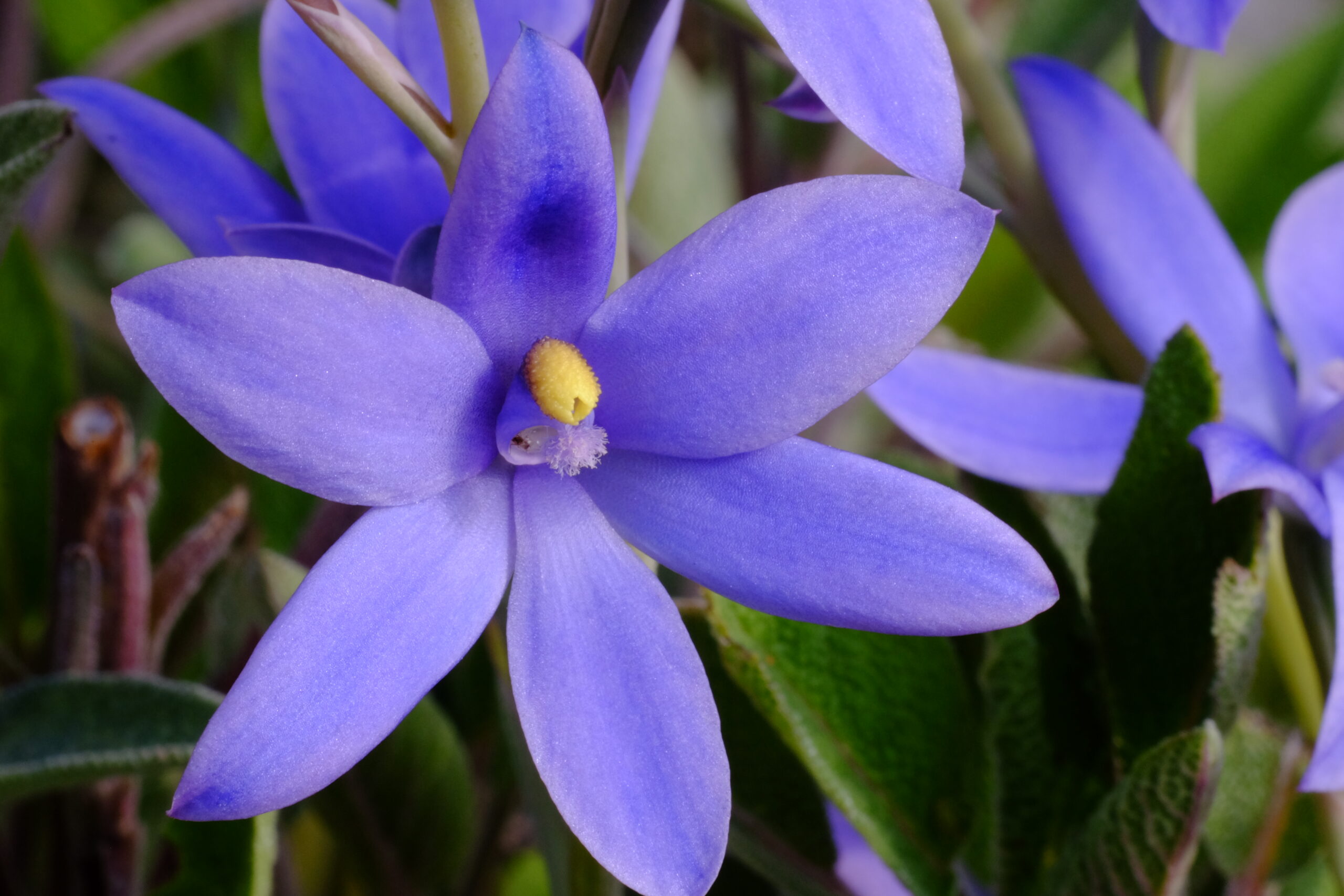 Thelymitra_alcockiaeXcrinita
