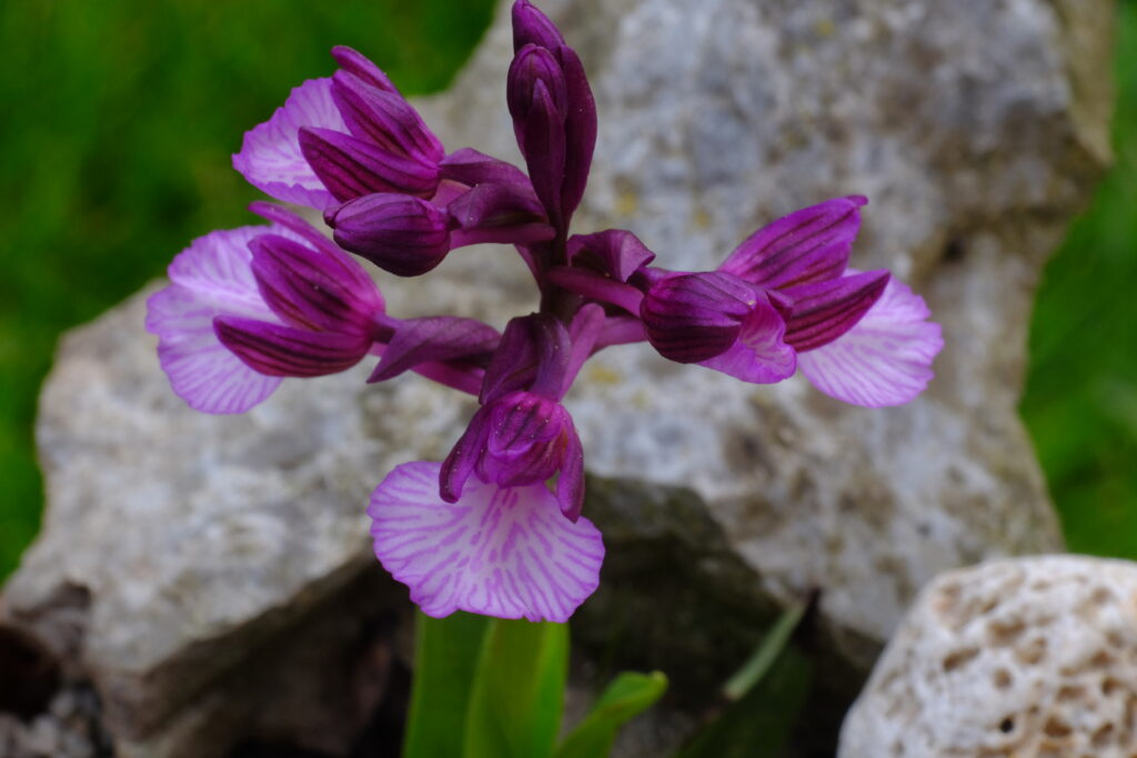 Vermeulenia_heroica