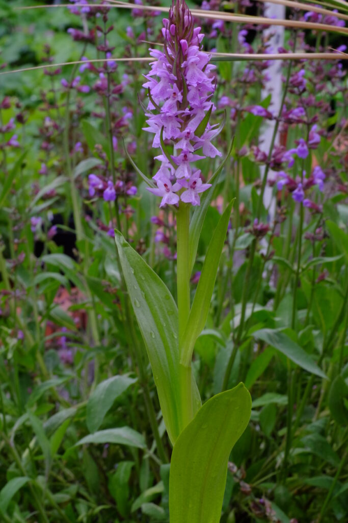 Dactylorhiza_praeternissa